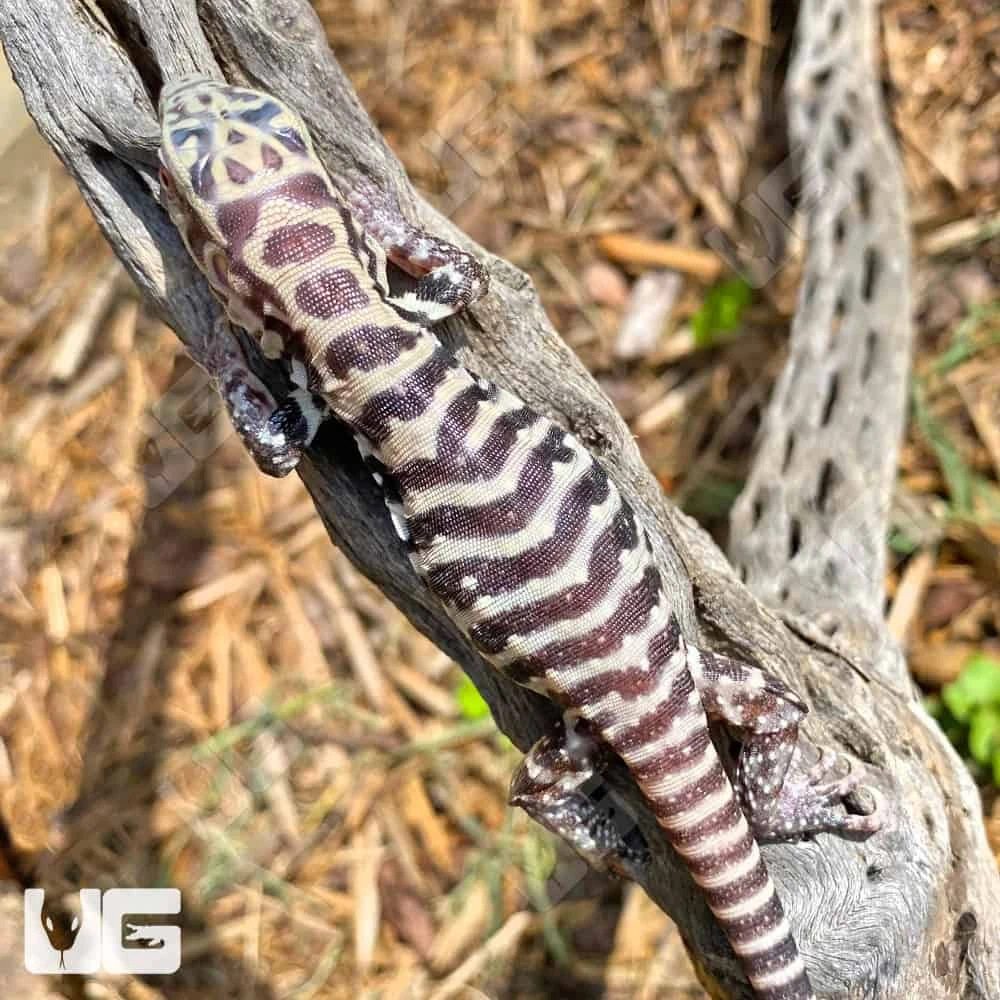 Baby Albino Tiger Ice Tegu #7 - Image 2