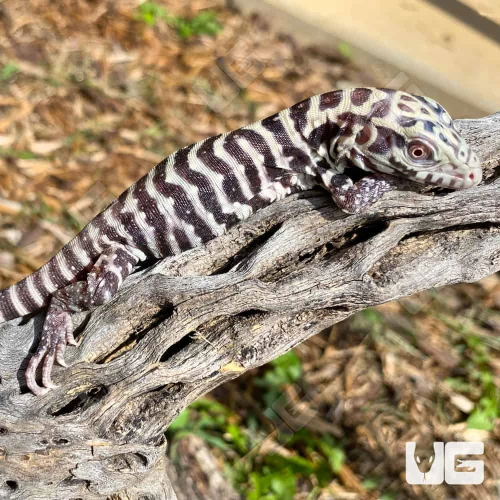 Baby Albino Tiger Ice Tegu #7 - Image 3