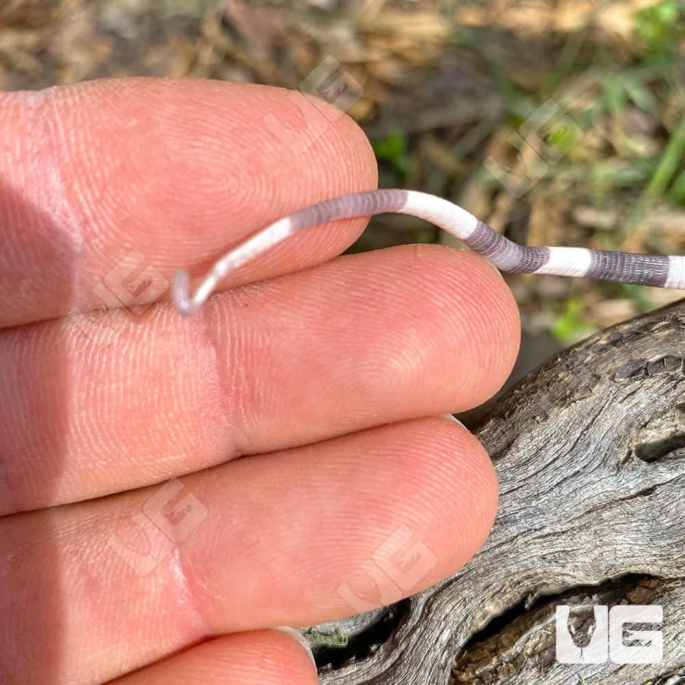 Baby Albino Tiger Ice Tegu #7 - Image 4