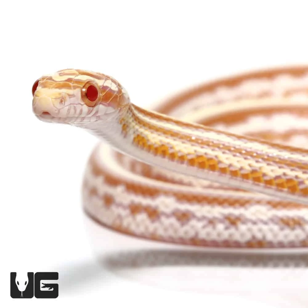 Baby Tessera Okeetee Butter Cornsnake