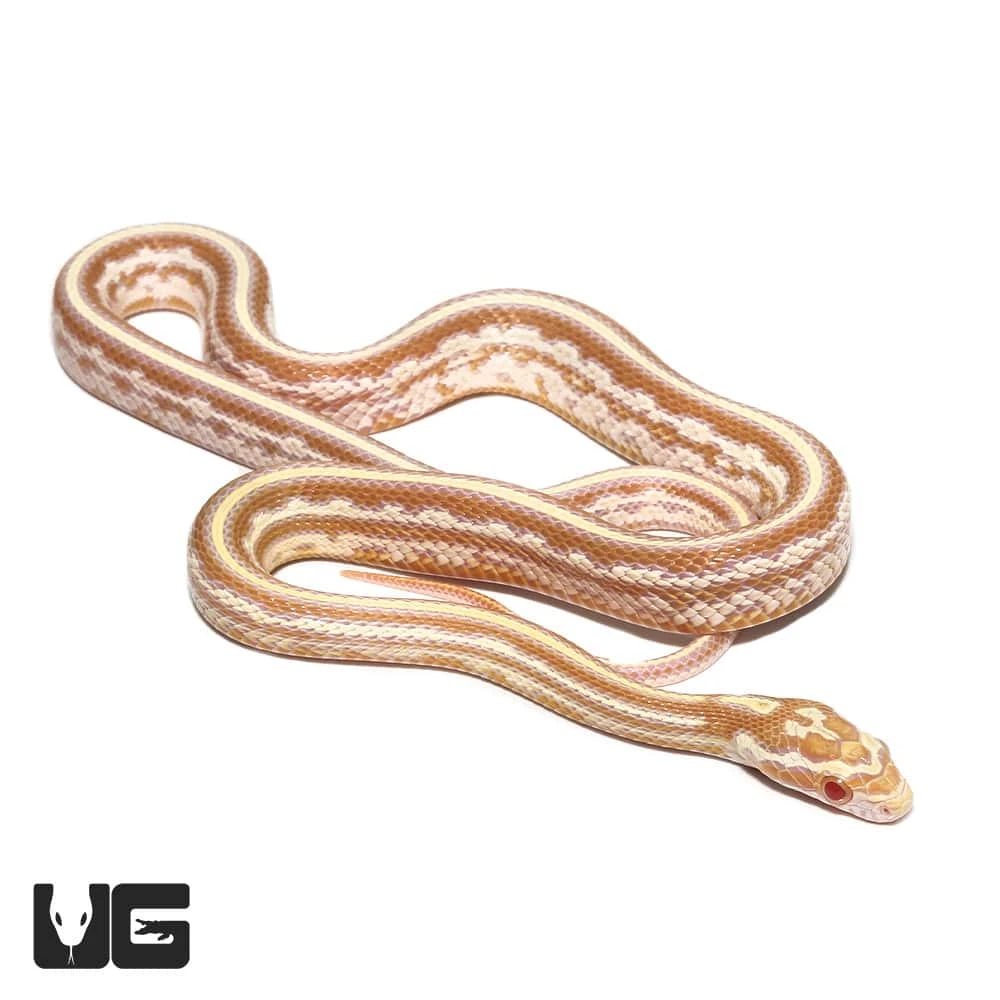 Baby Tessera Okeetee Butter Cornsnake - Image 2