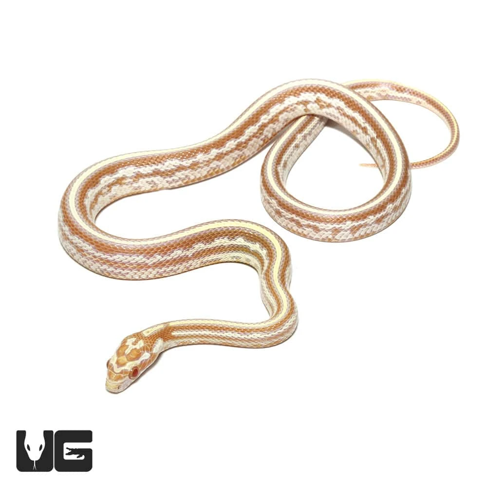 Baby Tessera Okeetee Butter Cornsnake - Image 4