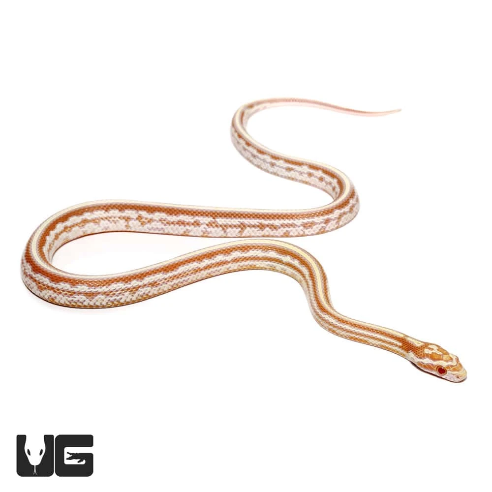 Baby Tessera Okeetee Butter Cornsnake - Image 3