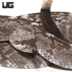 Texas Blacktail Rattlesnake