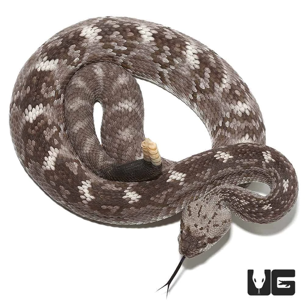 Texas Blacktail Rattlesnake - Image 2