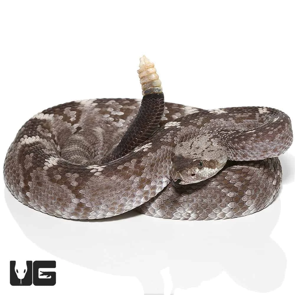 Texas Blacktail Rattlesnake - Image 3