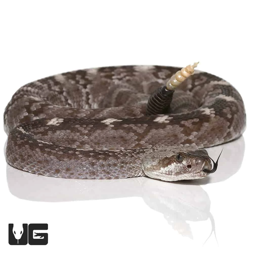 Texas Blacktail Rattlesnake - Image 4