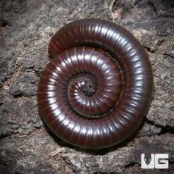 Texas Brown Millipede