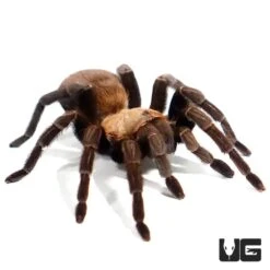 Texas Brown Tarantula (3 – 4”)
