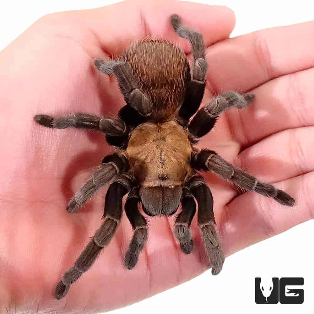 Texas Brown Tarantula (3 – 4”) - Image 2