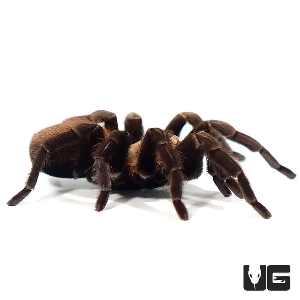 Texas Brown Tarantula (3 – 4”) - Image 3