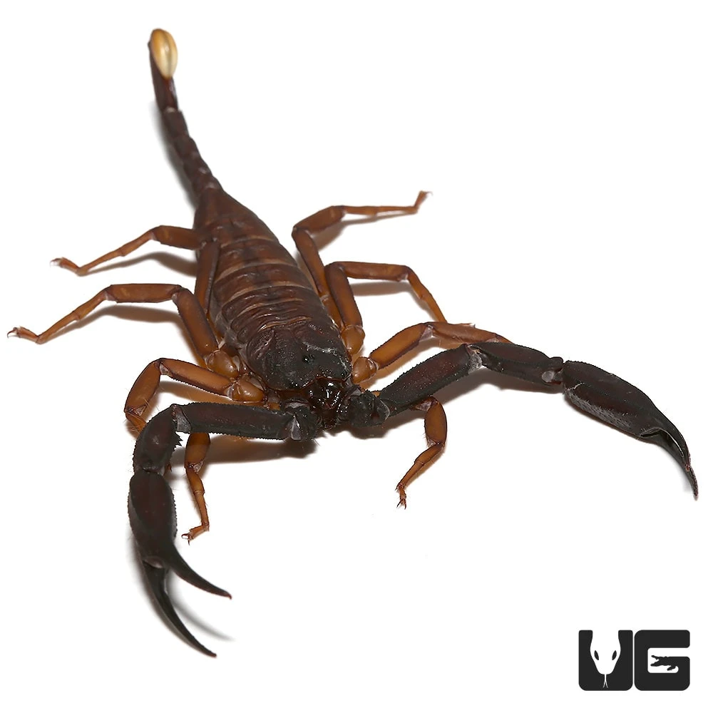 Thailand Flat Rock Scorpion Pair