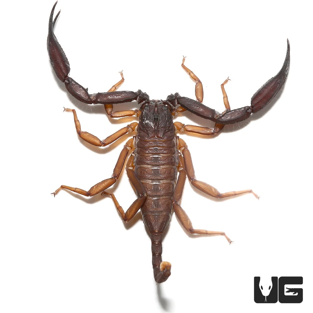 Thailand Flat Rock Scorpion Pair - Image 2
