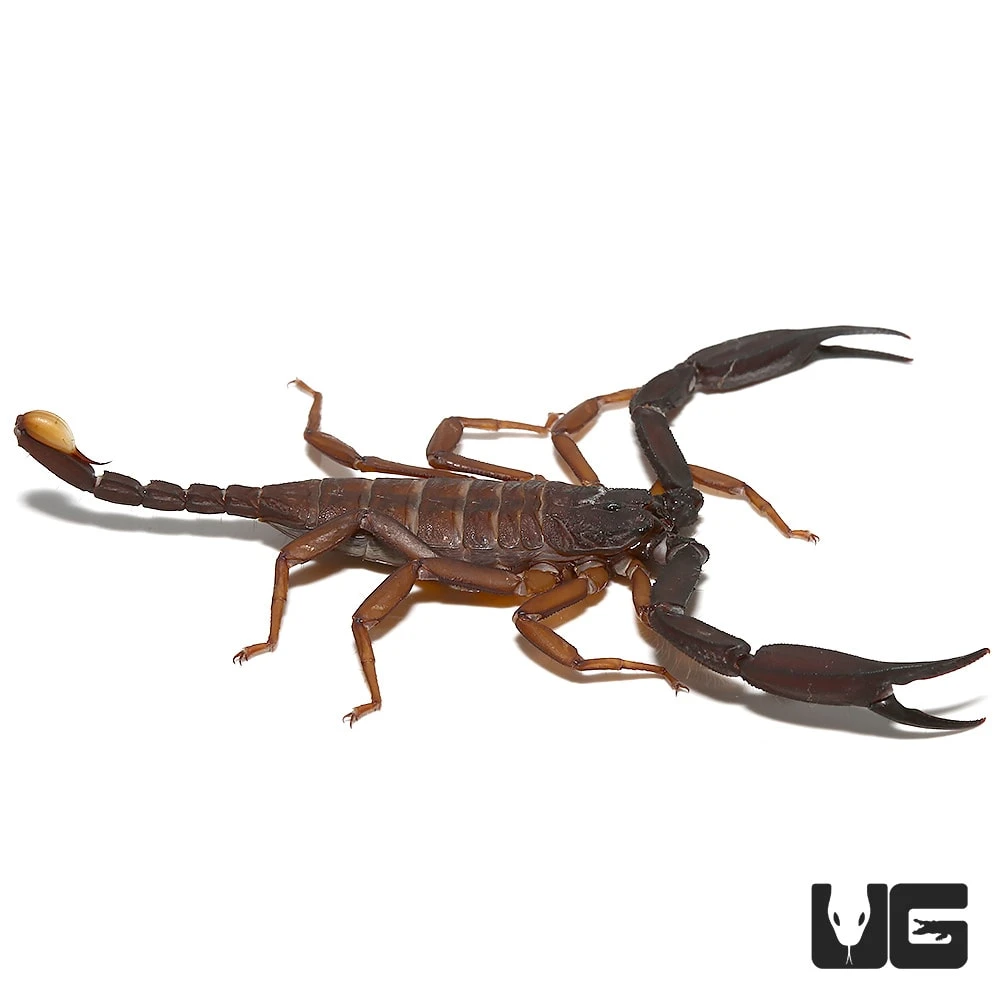Thailand Flat Rock Scorpion Pair - Image 3
