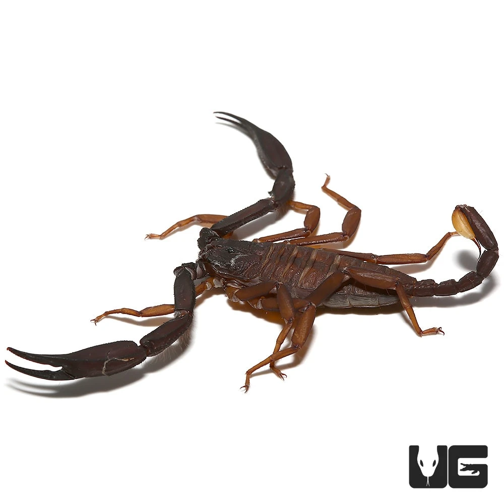 Thailand Flat Rock Scorpion Pair - Image 4