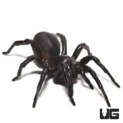 Thai Funnel Web Spider (1 – 2″)