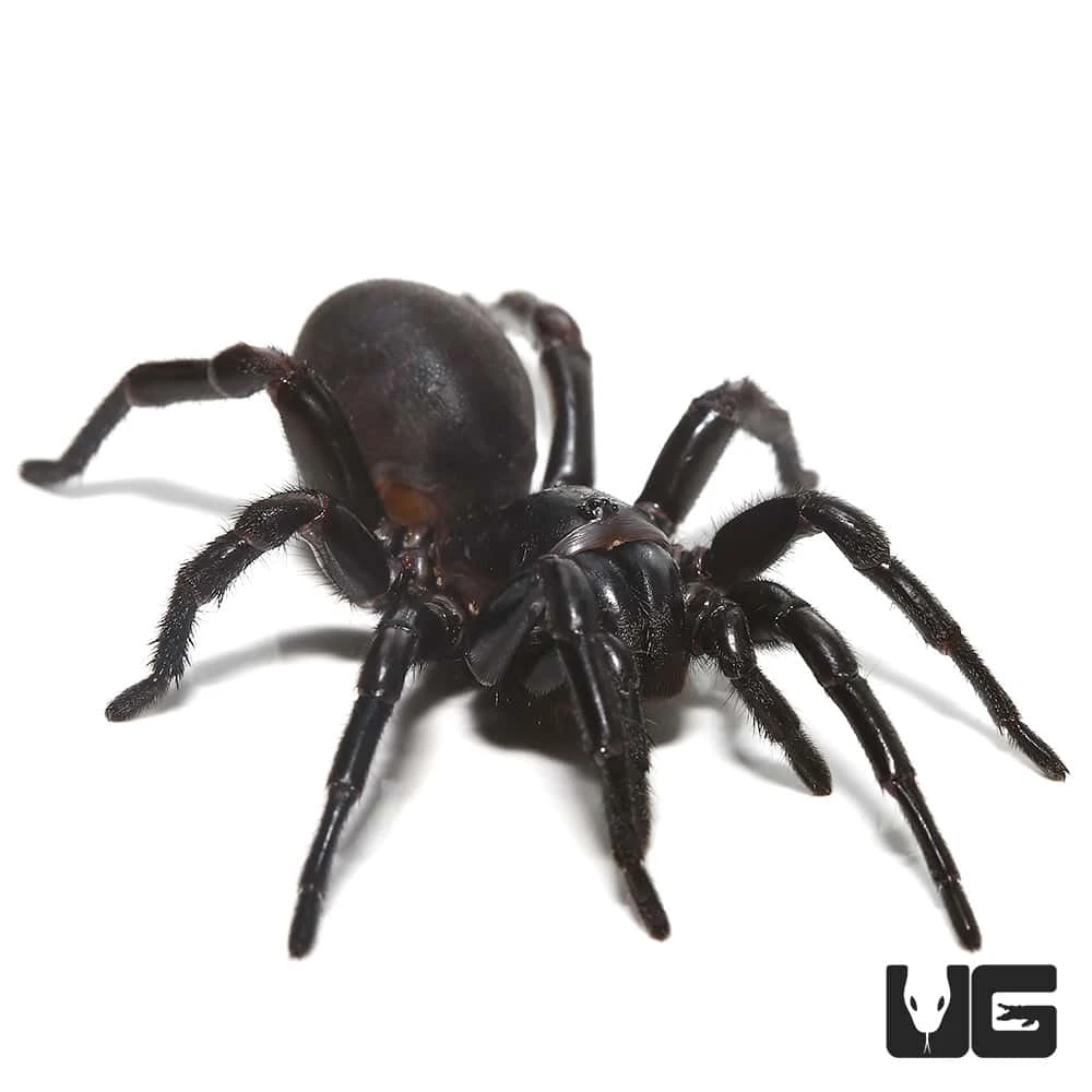 Thai Funnel Web Spider (1 β 2β³)