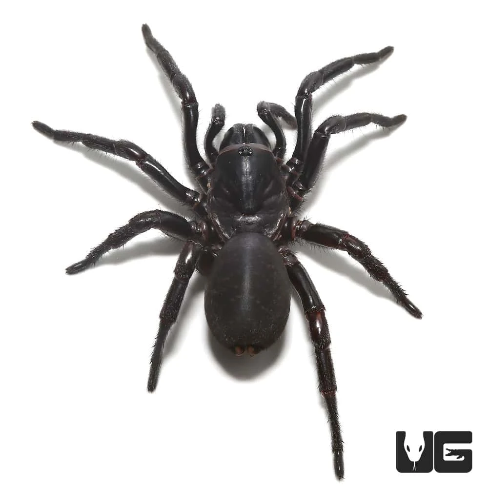 Thai Funnel Web Spider (1 β 2β³) - Image 3