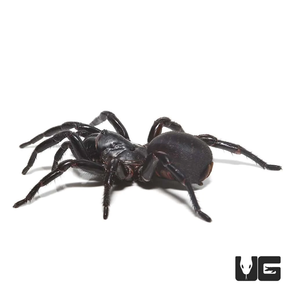 Thai Funnel Web Spider (1 β 2β³) - Image 4