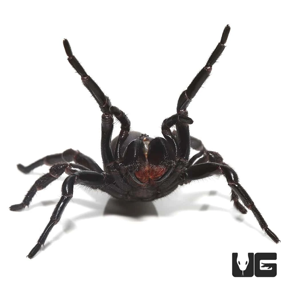 Thai Funnel Web Spider (1 β 2β³) - Image 2