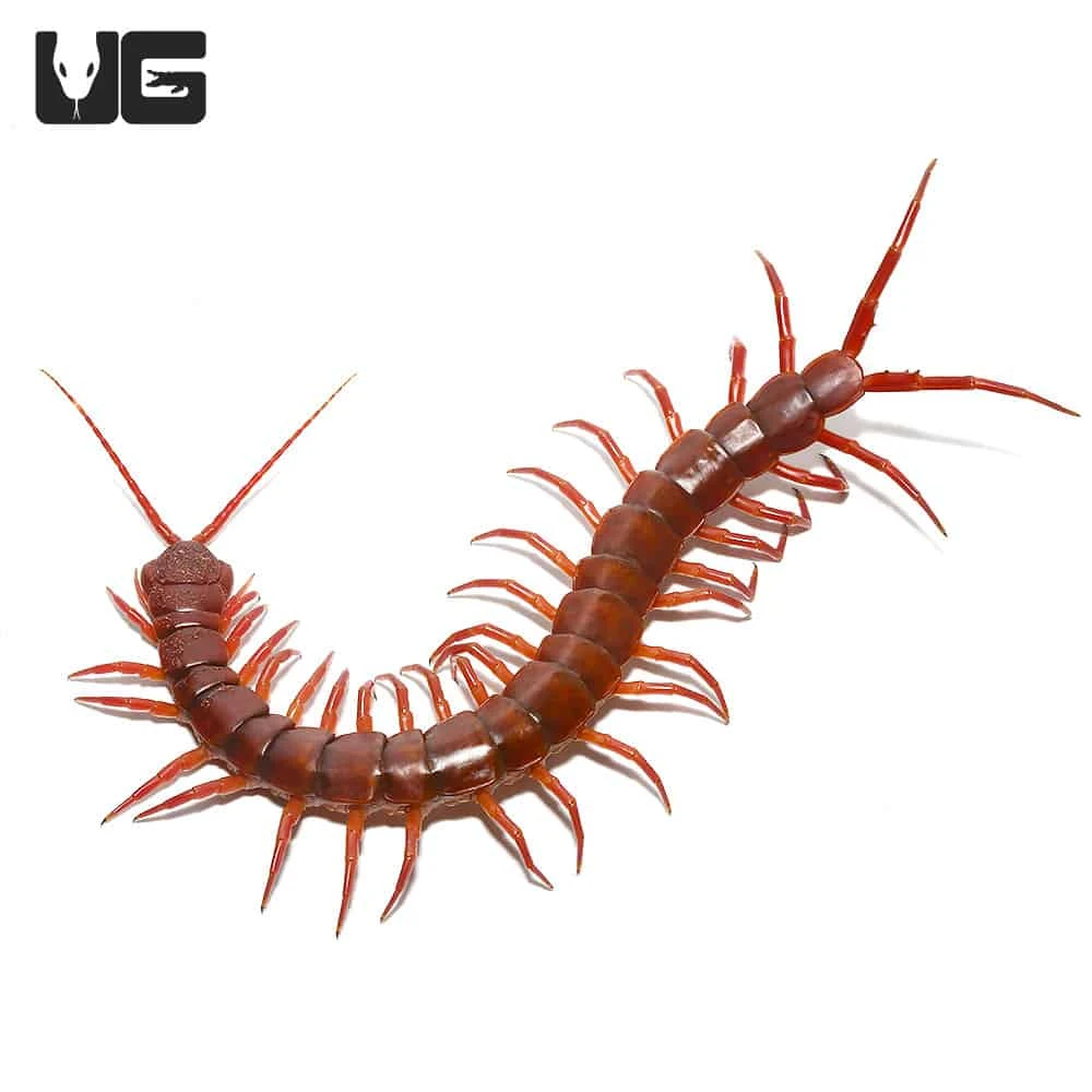 Thai Giant Cherry Centipede - Image 3