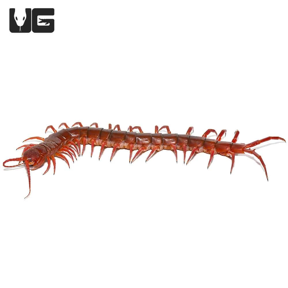 Thai Giant Cherry Centipede - Image 4
