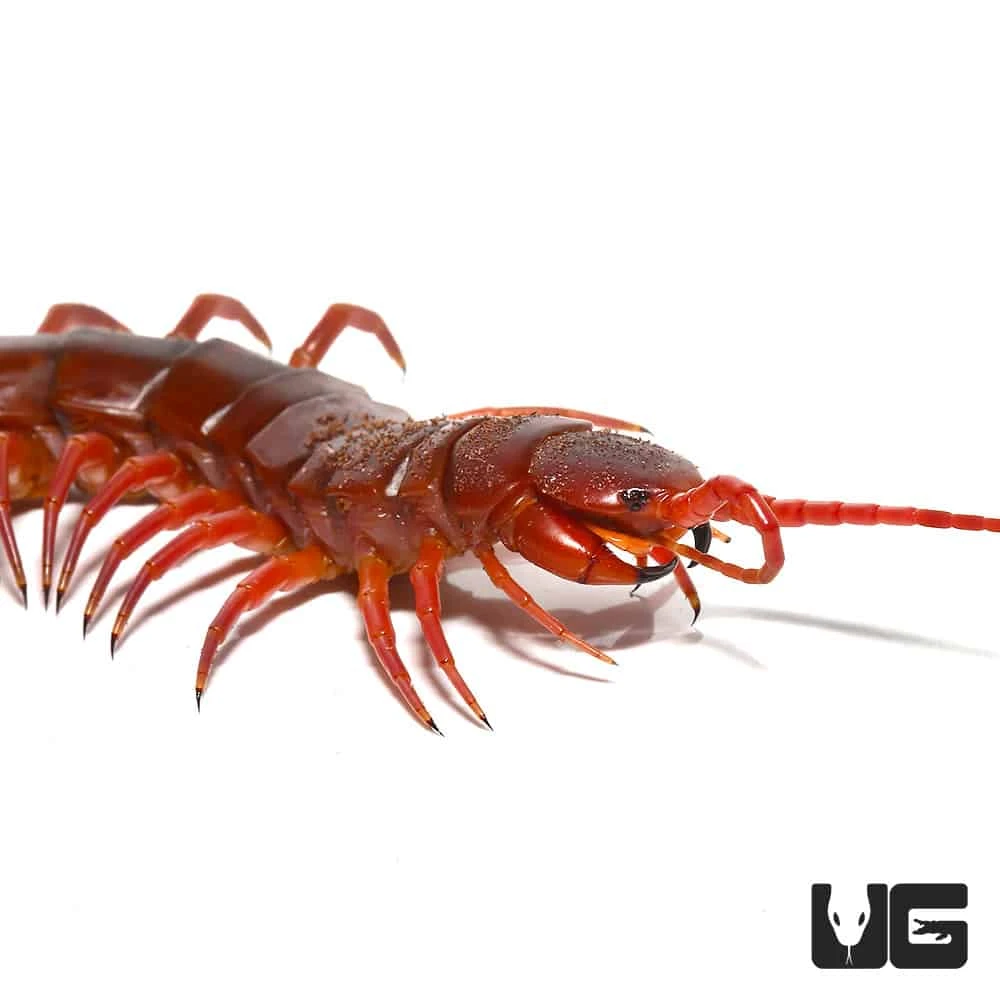Thai Giant Cherry Centipede - Image 2