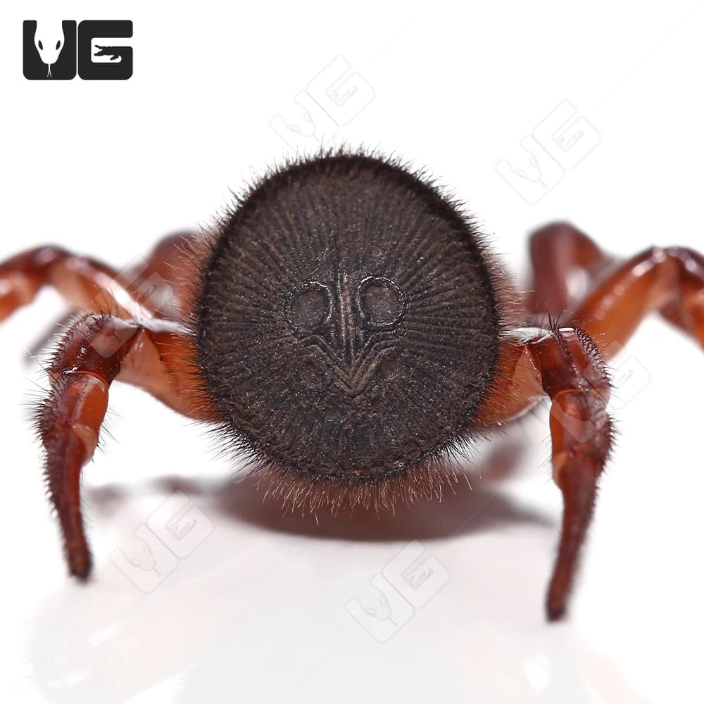 Thai Hourglass Trapdoor Spider (.25 β 1.5β) - Image 3