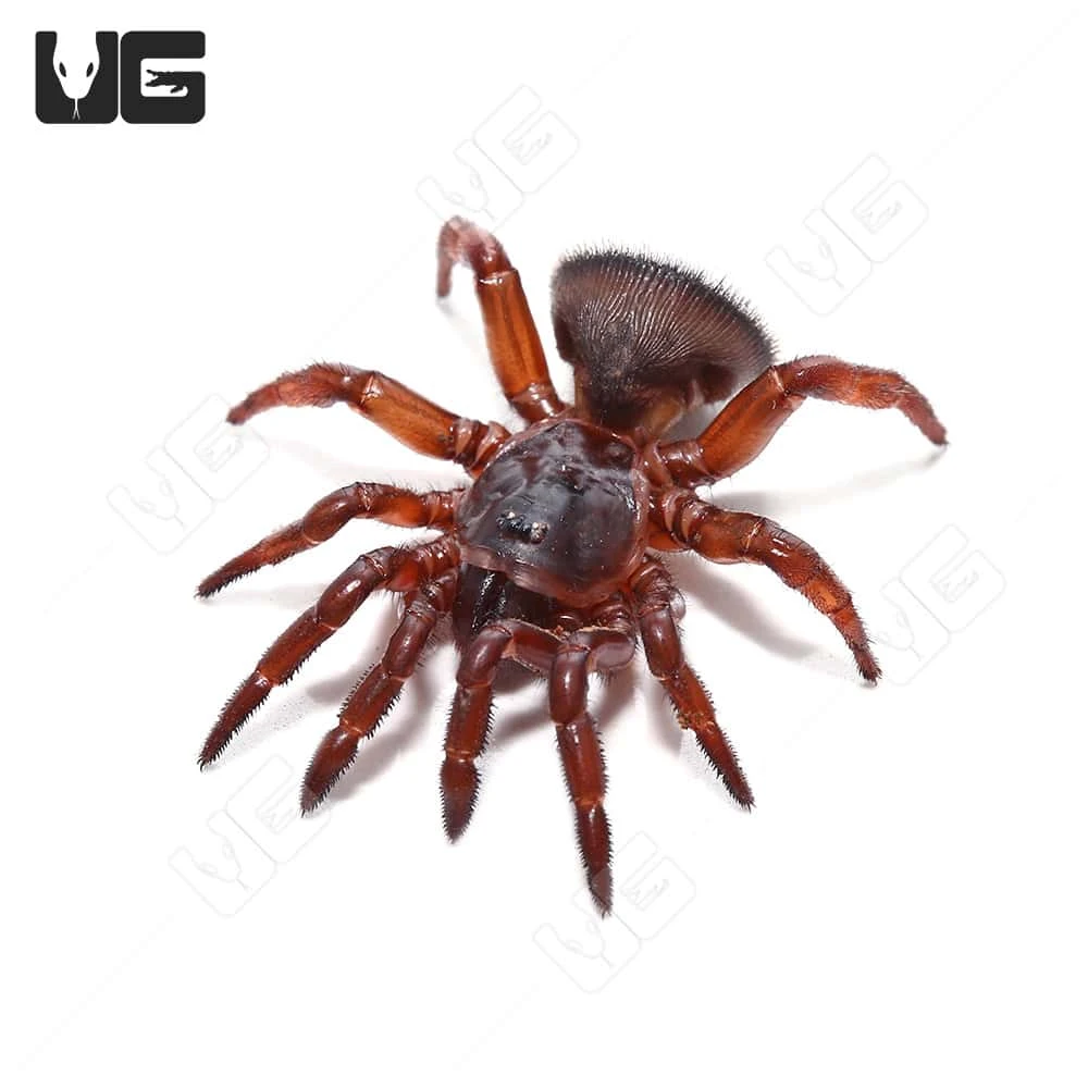 Thai Hourglass Trapdoor Spider (.25 β 1.5β) - Image 4