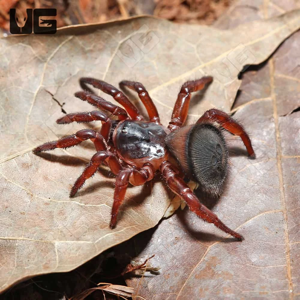 Thai Hourglass Trapdoor Spider (.25 β 1.5β) - Image 2