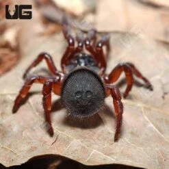 Thai Hourglass Trapdoor Spider (.25 β 1.5β)