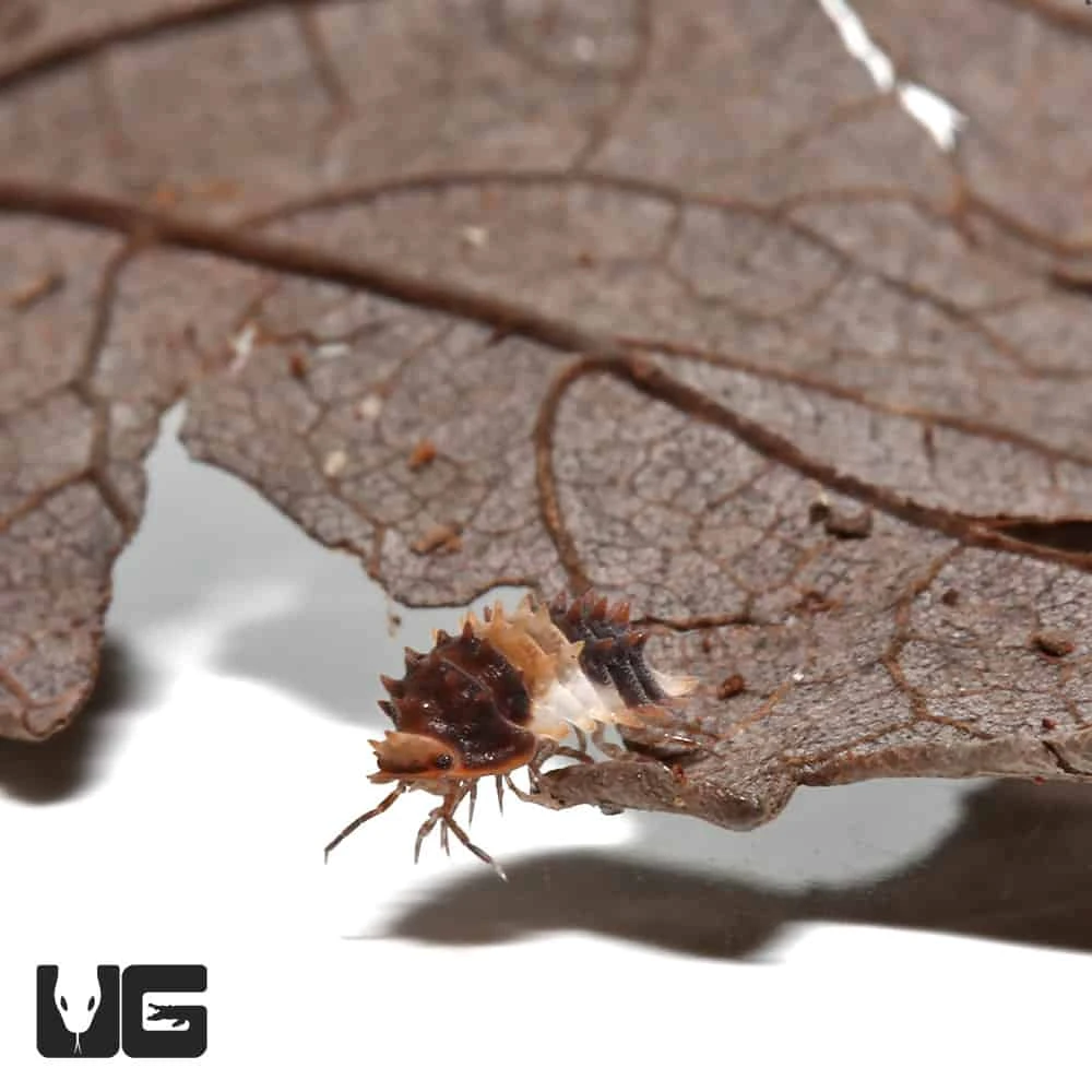 Thai Spikey Isopod - Image 2