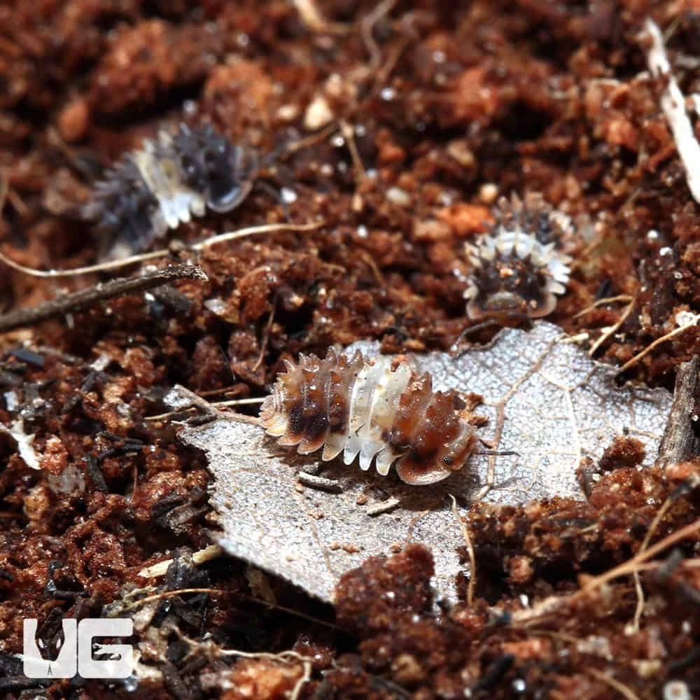 Thai Spikey Isopod