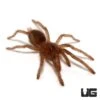 Thailand Dwarf Earth Tiger Tarantula (.25 – .75”)