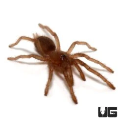 Thailand Dwarf Earth Tiger Tarantula (.25 – .75”)