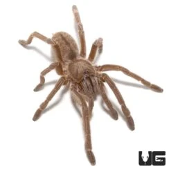 Thailand Zebra Leg Tarantula (.25 – .75”)