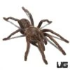 Thailand Zebra Leg Tarantula (3 – 4”)