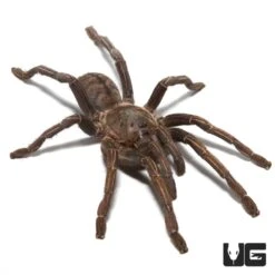 Thailand Zebra Leg Tarantula (3 – 4”)