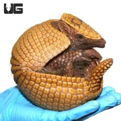 Three Banded Armadillo