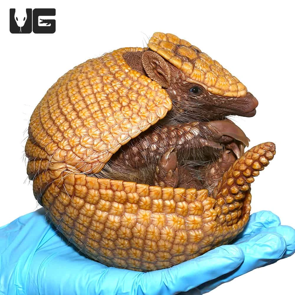 Three Banded Armadillo