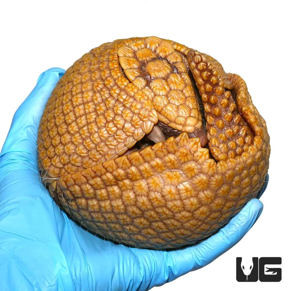 Three Banded Armadillo - Image 2