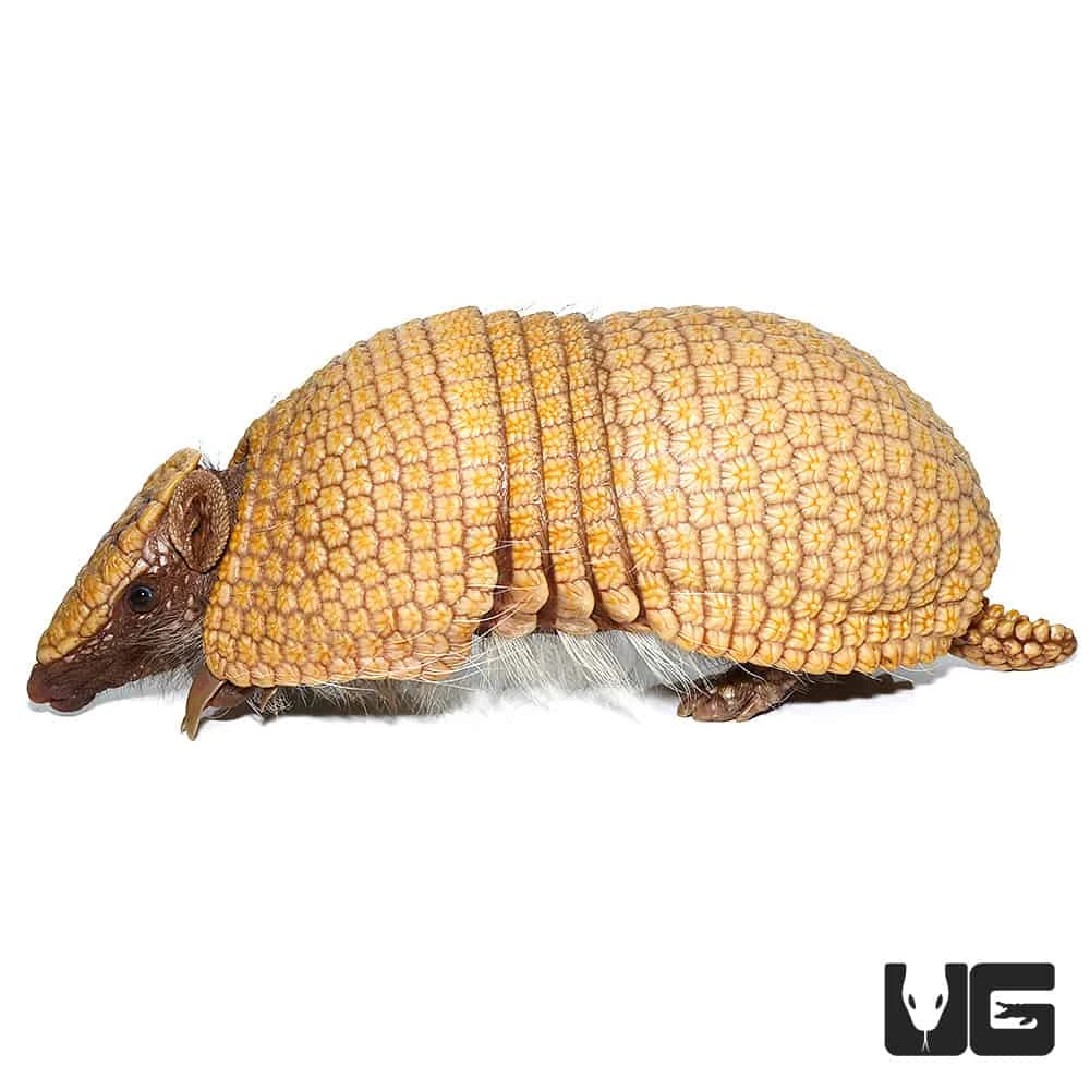 Three Banded Armadillo - Image 3