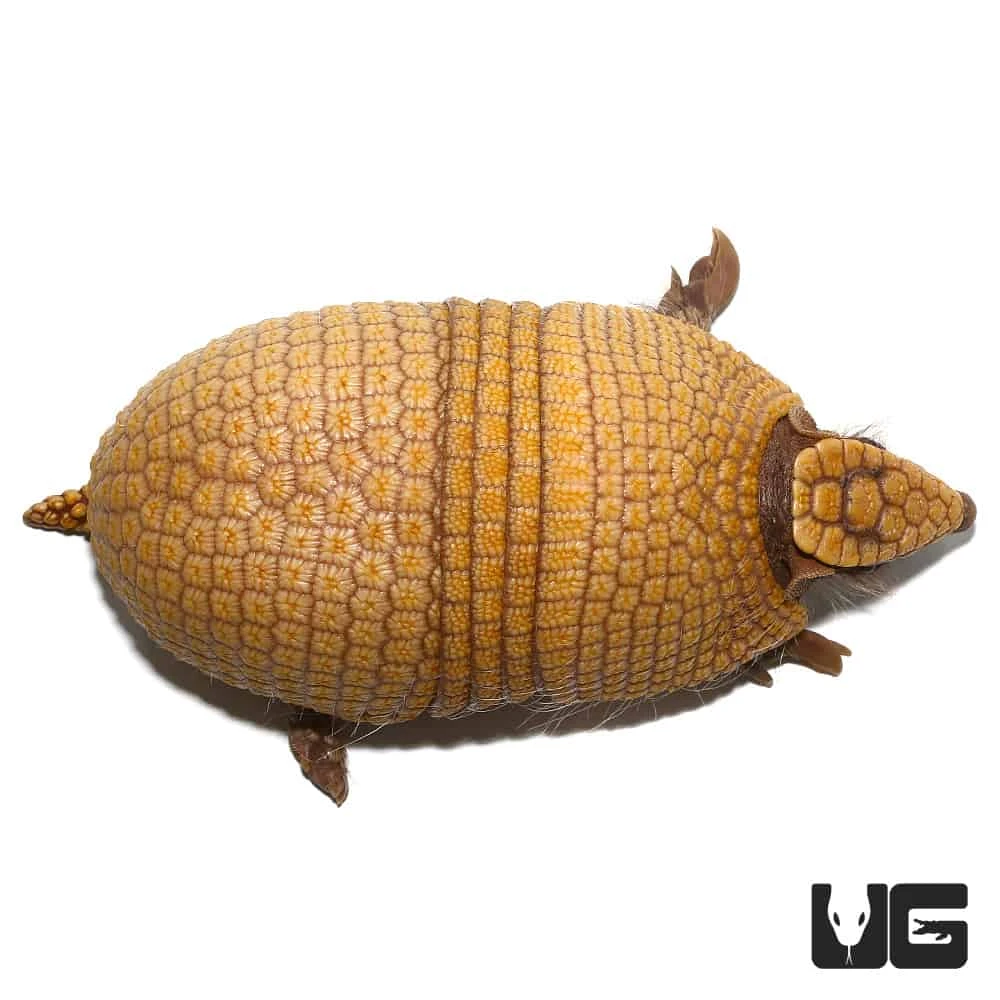 Three Banded Armadillo - Image 4