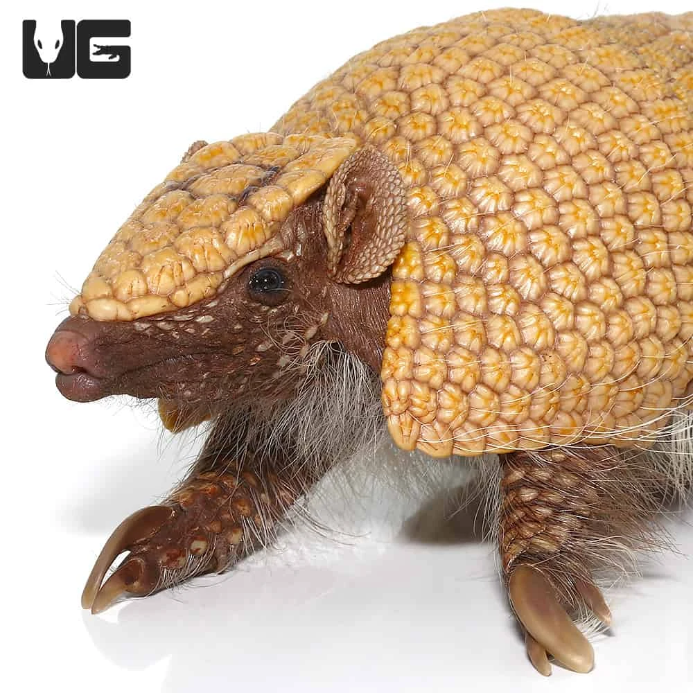 Three Banded Armadillo - Image 5