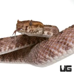 Three Horned Scaled Pit Viper