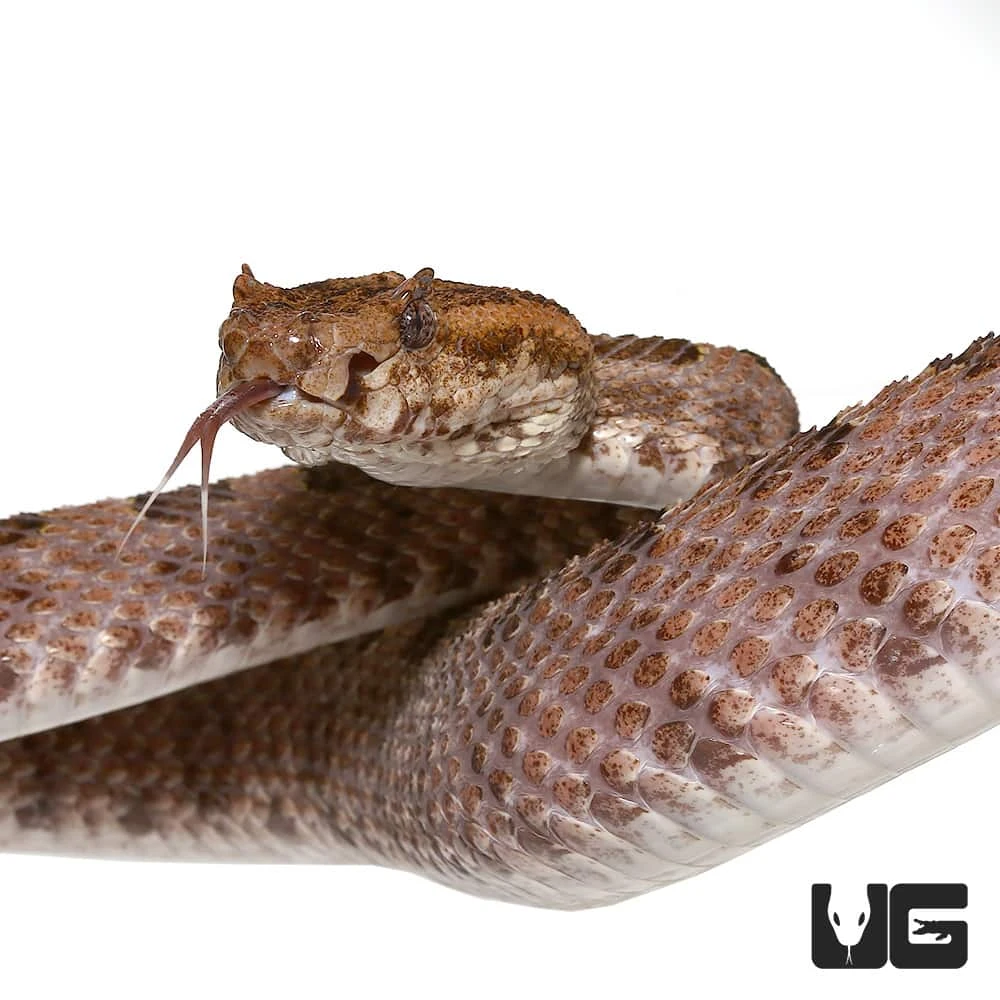 Three Horned Scaled Pit Viper