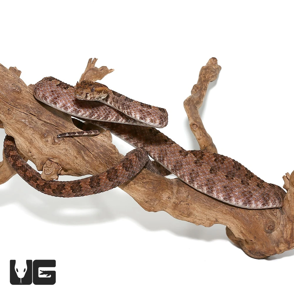 Three Horned Scaled Pit Viper - Image 2