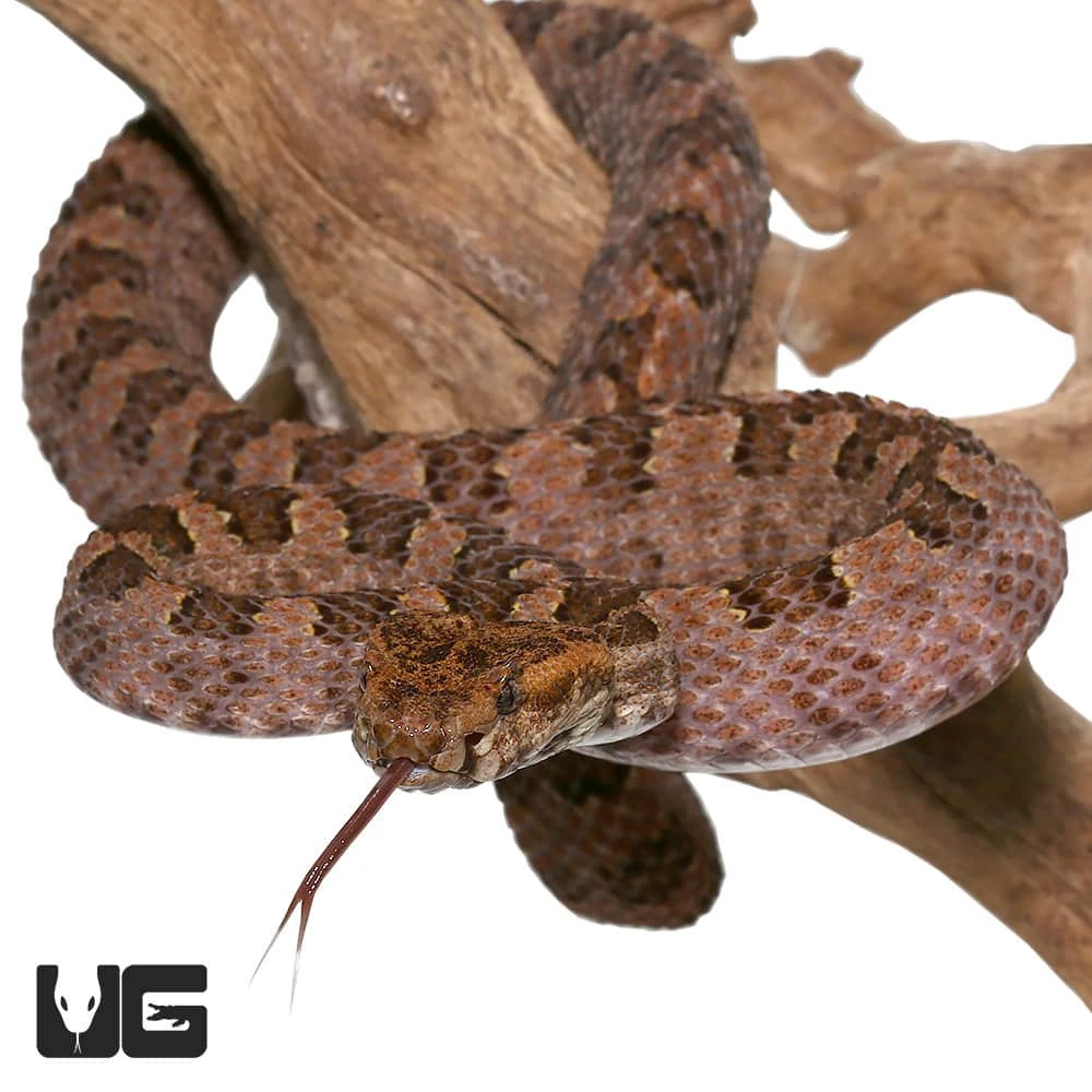 Three Horned Scaled Pit Viper - Image 3