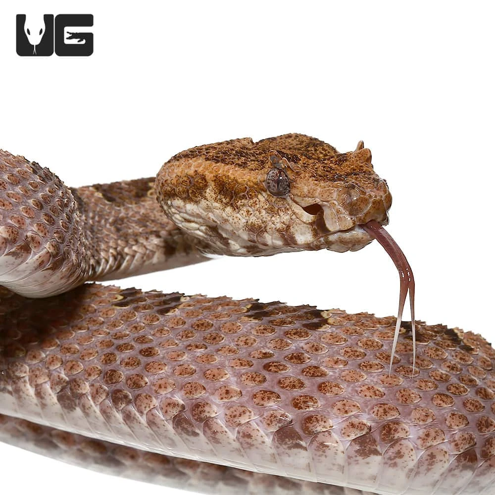 Three Horned Scaled Pit Viper - Image 4