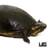 Three Stripe Mud Turtle